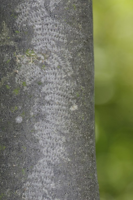 roditura di bruco(?)